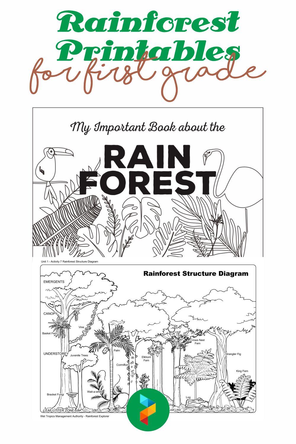 10 Best Rainforest Printables For First Grade PDF for Free at Printablee